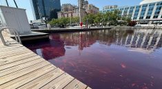 Diesel Spill Contained at Baltimore Waterfront, Cleanup Underway