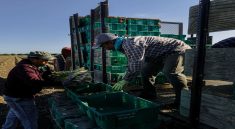 Immigration Raids Threaten Farms, Labor Shortages Grow