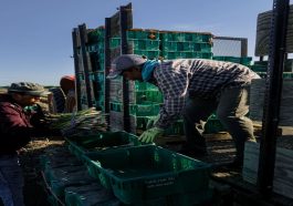 Immigration Raids Threaten Farms, Labor Shortages Grow
