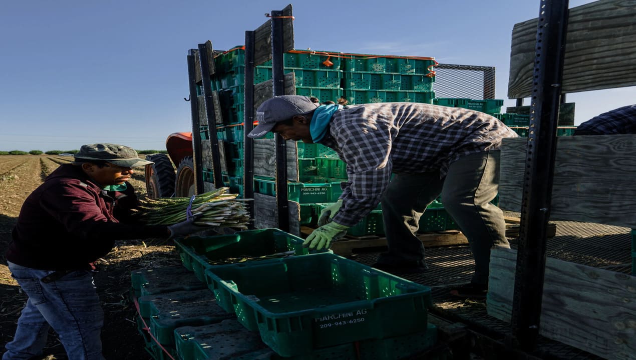 Immigration Raids Threaten Farms, Labor Shortages Grow